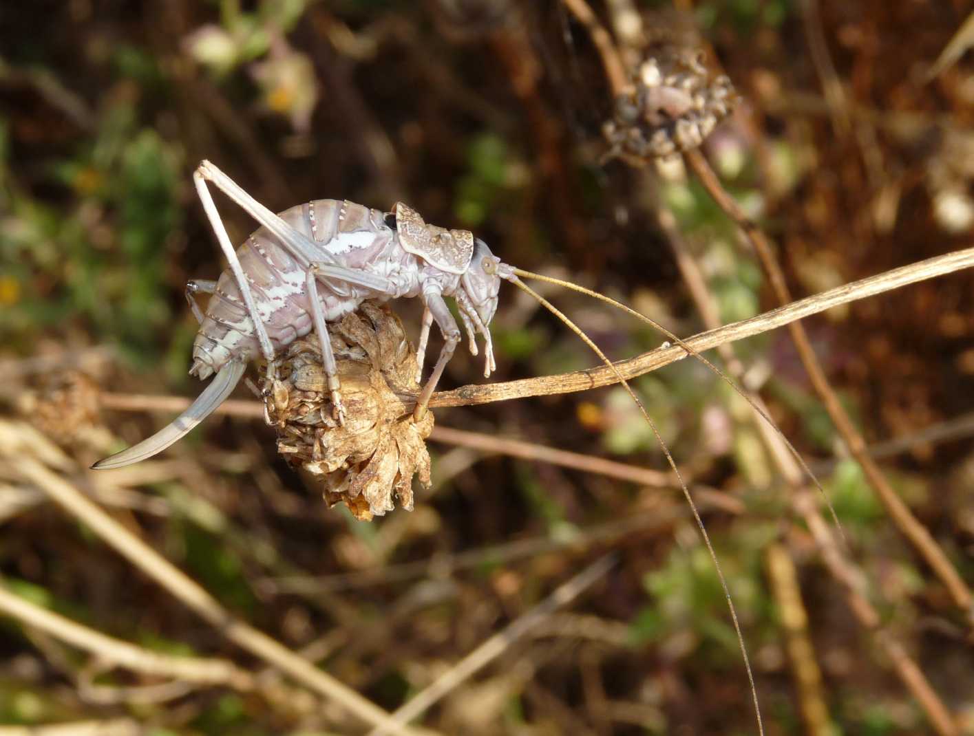 Uromenus di Tolfa: U. (Bolivarius) elegans